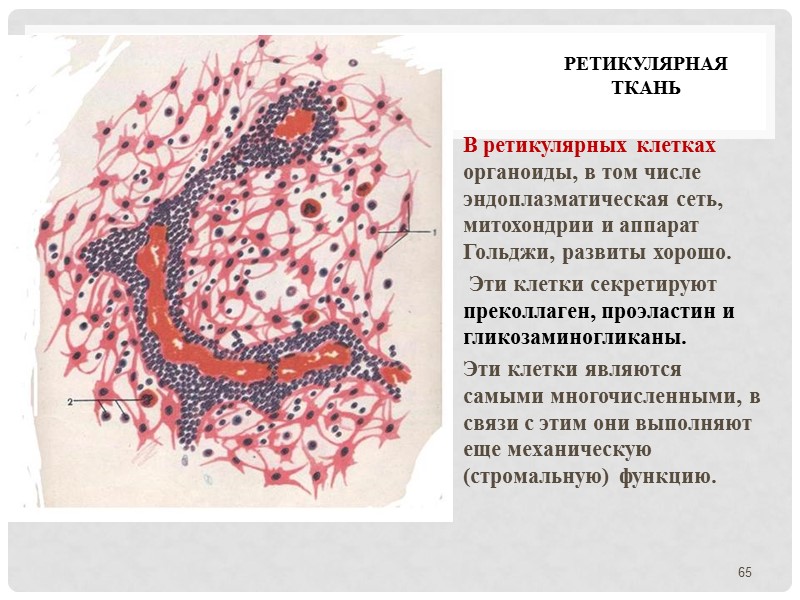 Ретикулярная ткань В ретикулярных клетках органоиды, в том числе эндоплазматическая сеть, митохондрии и аппарат